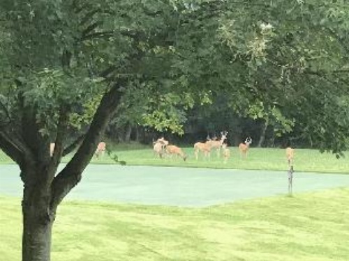 Baladerry Inn image 4